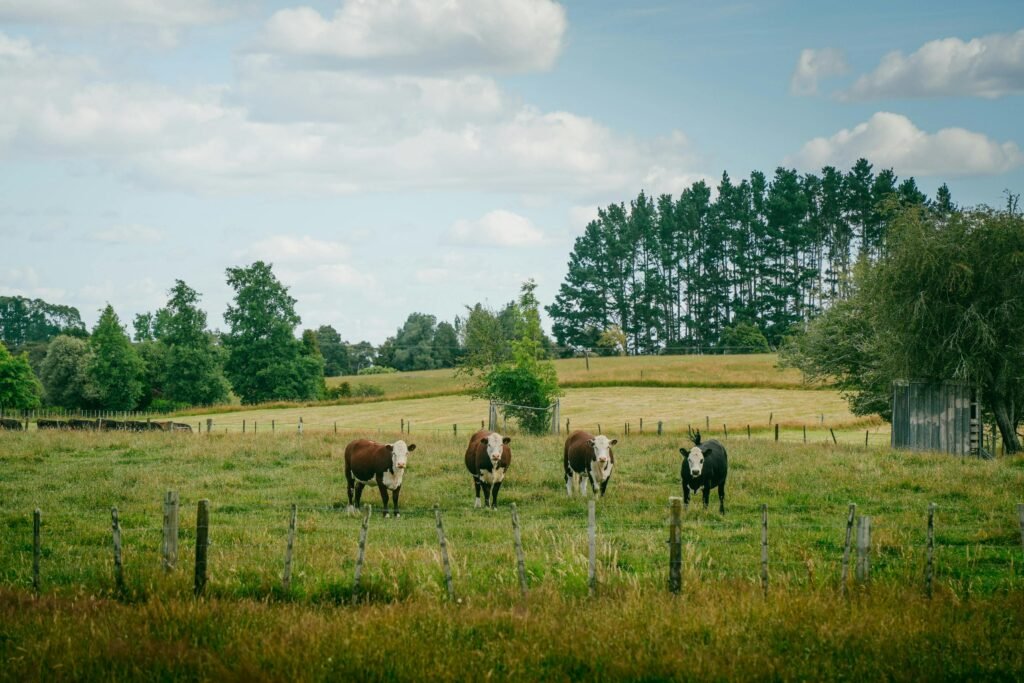 pexels jay moon 2149536798 32814060